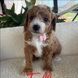 Taffy - Red  female Poodle puppy in Salem, Missouri from Meadowbrook Poodles
