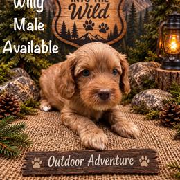 Willy - Red male Australian Labradoodle puppy in Eastover, North Carolina from Joyful Hearts Australian Labradoodles