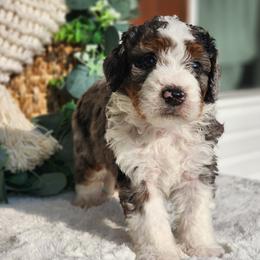 Jacob - Blue merle male Bernedoodle puppy in Dothan, Alabama from Farquharson's Poodles&Doodles