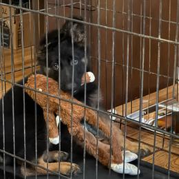 Princess - Bi-color female German Shepherd puppy in Bluff City, Tennessee from What a Heart Wants