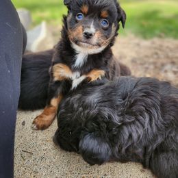 Miniature Australian Shepherd and Toy Australian Shepherd Puppies from TWO ACRE HILLS