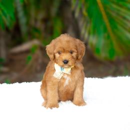 Dinah - Red  female Goldendoodle puppy in Fort Myers, Florida from Corgis & Doodles