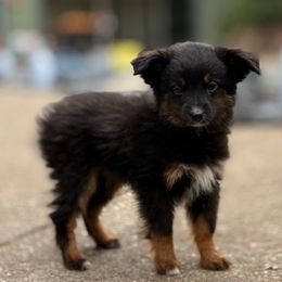 Jessie - Black tri female Toy Australian Shepherd puppy in North Lakeport, California from Wild Rose Ranch
