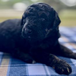 Ranger - Black tri-color male Aussiedoodle puppy in Liberty, Texas from Poodles and Doodles Most Excellent Adventures