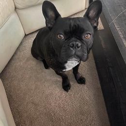 Companion Cross All Grown Up from Lady Liberty Frenchtons