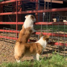 Border Collie and Pembroke Welsh Corgi Puppies from Whisenhunt Farms