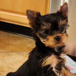 Yorkshire Terrier Puppies from Chikito's Yorkies