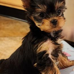 Yorkshire Terrier Puppies from Chikito's Yorkies