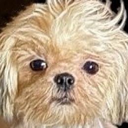 Blossom - Shih Tzu