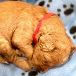 Rocky - Apricot male Goldendoodle puppy in Beaverton, Oregon from Mini Goldendoodles