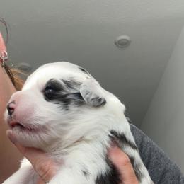 Chloe - Blue merle female Miniature Australian Shepherd puppy in Greenwood, Indiana from Above All Aussies