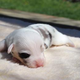 American Corgi Puppies from Diamond Corgis