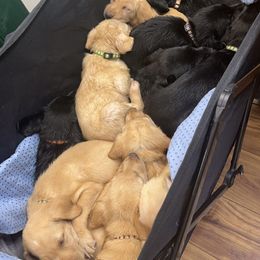 Basset Hound, Boykin Spaniel, English Cocker Spaniel, and Labrador Retriever Puppies from PARK’s Family Farm