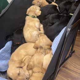 Basset Hound, Boykin Spaniel, English Cocker Spaniel, and Labrador Retriever Puppies from PARK’s Family Farm