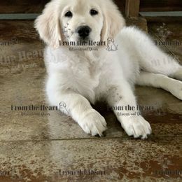 Dachshund and Golden Retriever Puppies from From the Heart Retrievers and Doxies