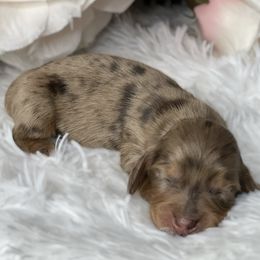 Dachshund Puppies from RRD