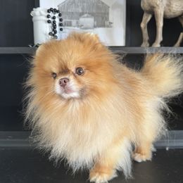 Pomeranian puppies from Strawberry Pom Poms