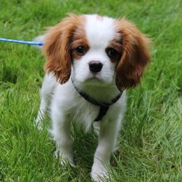 Cavalier King Charles Spaniel Puppies from Chestnut Valley Cavs