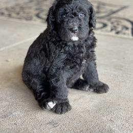 Bernedoodle Puppies from G&G’s Bernedoodles