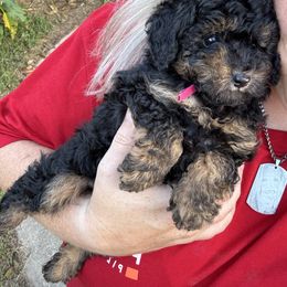 Nutmeg aka Megs - Phantom female Poodle puppy in Anderson, South Carolina from Stephanie’s Signature Poodles inspired by Sherry Lynn LLC