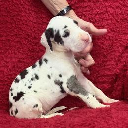 Harlequin boy 2 - Harlequin male Great Dane puppy in Westville, Florida from Boulder View Danes