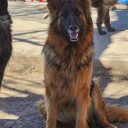 Karma - German Shepherd