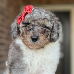 Maldives - Merle female Goldendoodle puppy in Mc Kinney, Texas from Flair Doodles