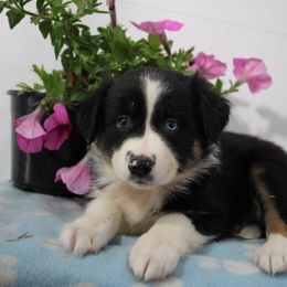 Jasmine - Black tri-color female Australian Shepherd puppy in Honey Brook, Pennsylvania from New Adventures Puppies