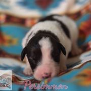 Persimmon - White female Tornjak puppy in Albright, West Virginia from Pine Spring Farm