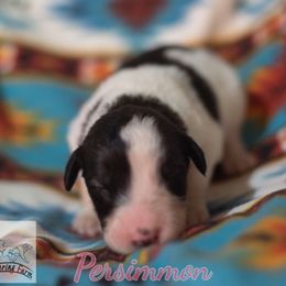 Persimmon - White female Tornjak puppy in Albright, West Virginia from Pine Spring Farm