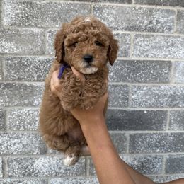 Peppa - Apricot female Goldendoodle puppy in Katy, Texas from Sweet T Doodles