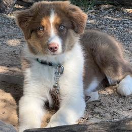 Carnation - red tri female - Red tri-color female Australian Shepherd puppy in Texas from Wray Aussies
