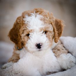 Poodle Puppies from Doodle Puppy Parti