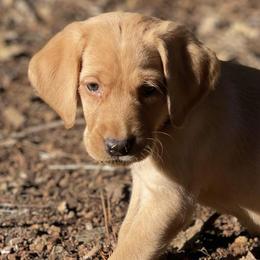 American Corgis, Cardigan Welsh Corgis, Dilute Retrievers, Labrador Retrievers, and Pembroke Welsh Corgis from KnR Antler Dogs