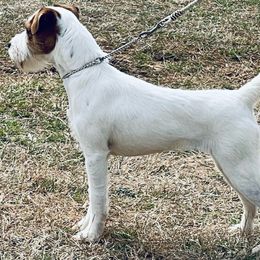 Mage - Jack Russell Terrier