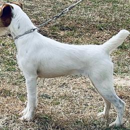 Mage - Jack Russell Terrier