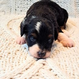 Boy 4 - male Miniature Australian Shepherd puppy in Moscow, Idaho from Panhandle Australian Shepherds