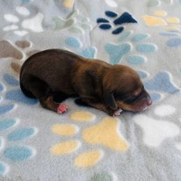 Boy 1 - Red male Dachshund puppy in Oklahoma from DRB Dachshunds