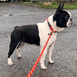 Kash - Boston Terrier