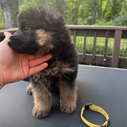 Mr Yellow - Black and tan male German Shepherd puppy in Lawton, Michigan from Free Indeed Shepherds