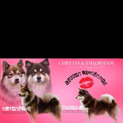 Finnish Lapphund puppies from TaylorMade Finnish Lapphunds