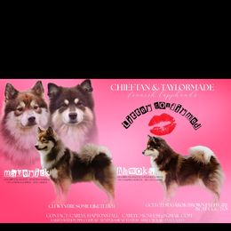 Finnish Lapphund puppies from TaylorMade Finnish Lapphunds