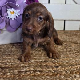 Red Shaded Wirehair Beauty - Red female Dachshund puppy in Austin, Colorado from Colorado Mini Dachshunds & Mini Pomskies