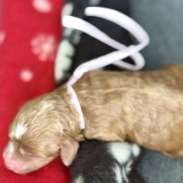 Purple collar - Red  female Goldendoodle puppy in Fontana, California from Grammy's Puppy Love doodles and poodles