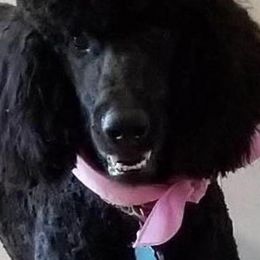 Poodles from Julie Halsnoy's Standard Poodles