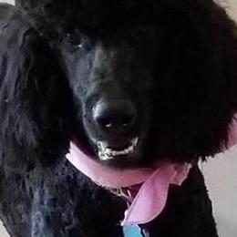 Poodles from Julie Halsnoy's Standard Poodles