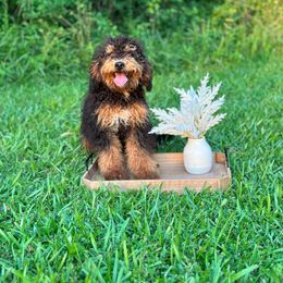 Boy 1 - Tri-color Bernedoodle puppy in Silver Creek, Georgia from Sweet Georgia Doodles