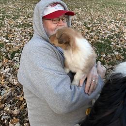Collie Puppies from Brown Acres Collies