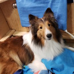 Dixie - Shetland Sheepdog