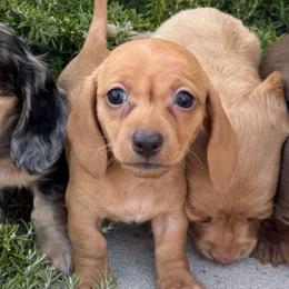 Wheaten female - Wheaten female Dachshund puppy in San Diego, California from San Diego Dachshunds